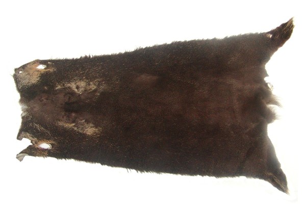 weiches Nutriafell terrabraun gefärbt für Bekleidung, Fellkragen, Pelzmanschetten, ca. 45 cm lang, 27 cm breit