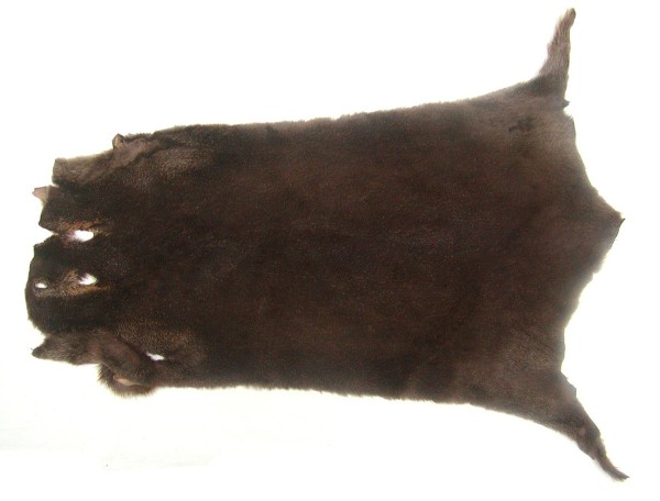 weiches Nutriafell sepiabraun gefärbt für Bekleidung, Fellkragen, Pelzmanschetten, ca. 45 cm lang, 27 cm breit