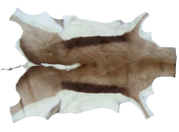 interessantes Wildfell, afrikanisches Springbockfell, tolles Dekorationsfell, ca. 100x60 cm