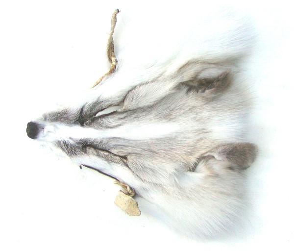 Fuchskopffell vom Silberfuchs, als Accessoires, für Deko, Basteln, ca. 20x22 cm, Silberfuchs Kopffell