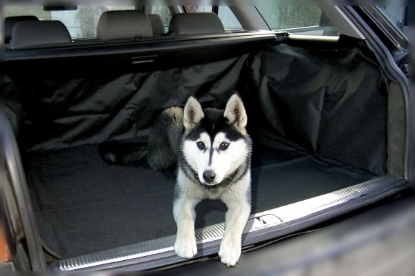 Universal Auto Hundedecke Gatsby, Rücksitz Schondecke, Transportdecke, 100x155 cm, wasserabweisend, schmutzabweisend
