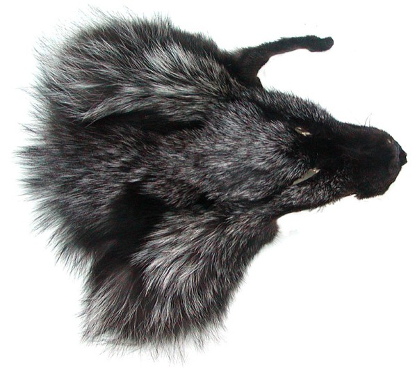Fuchskopffell vom Silberfuchs, als Accessoires, für Deko, Basteln, ca. 17x19 cm, Schwarzsilberfuchs Kopffell